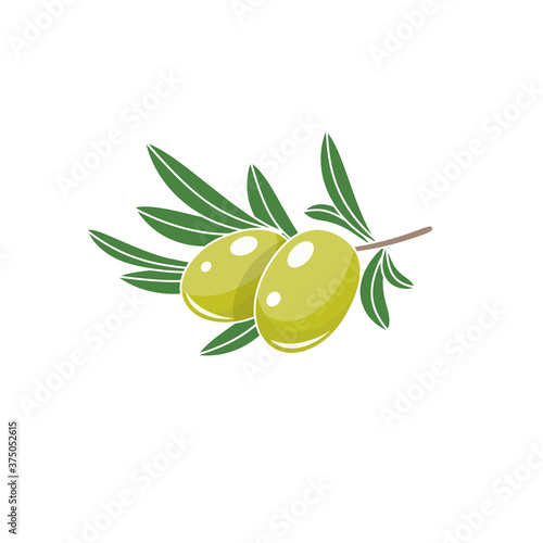 Branch of green olives. Green olive vector illustraion isolated on white background.