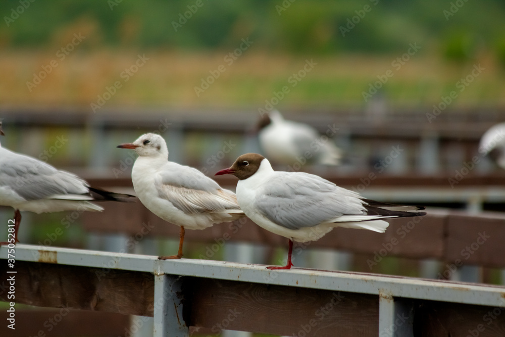 Black-headed Gull (Larus ridibundus). Seagulls are sitting on the railing Black-headed Gull (Larus ridibundus). Seagulls are sitting on the railing