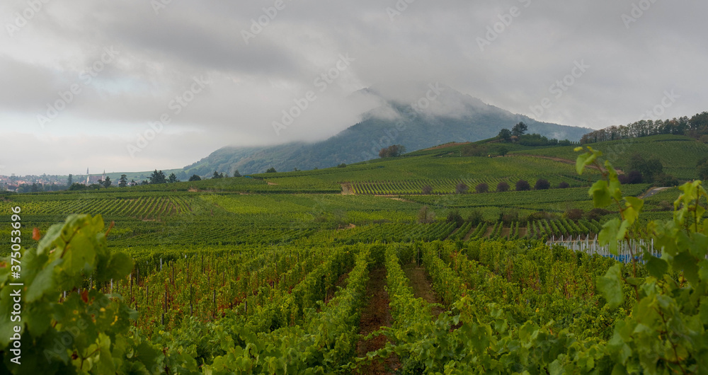 Blick auf die Ortenbourg bei Dieffenthal im Elsass im Spätsommer