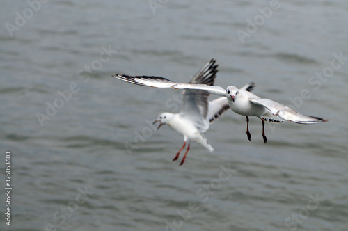 Bird flies over the sea. Flying seagulls  Gull hunting down fish