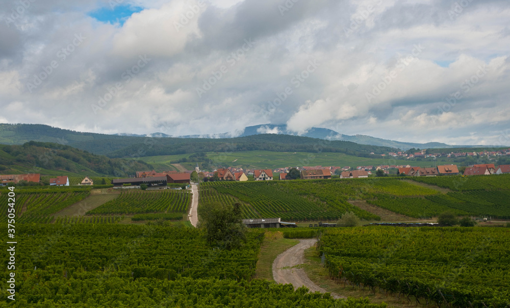 Naklejka premium Weinberge um Blienschwiller im Elsass