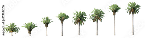 Beautiful 3D Collection Growth of canary palm Trees Isolated on white background   Use for visualization in architectural design