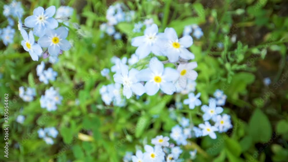 Closer look of the true forget-me-not flowers Closer look of the true forget-me-not flowers