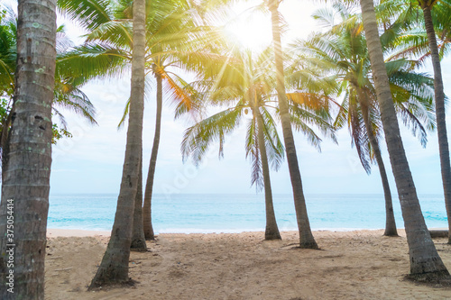 tropical palms tree at summer beach with blue sky and sun light.