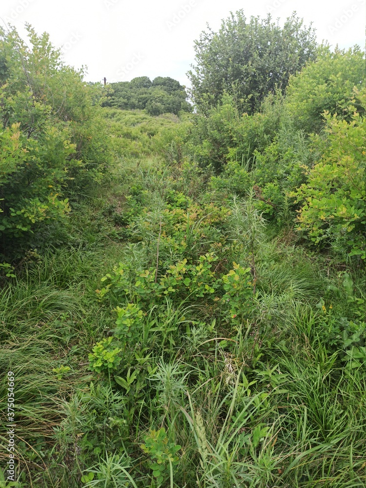 field field