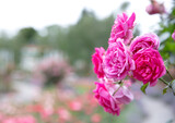 Closeup detail of one pink rose