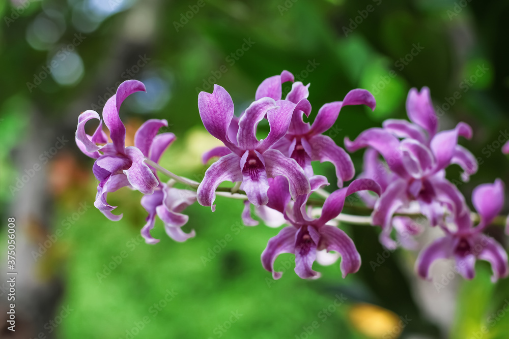 Purple orchids dendrobium  blooming in nature garden outdoor background