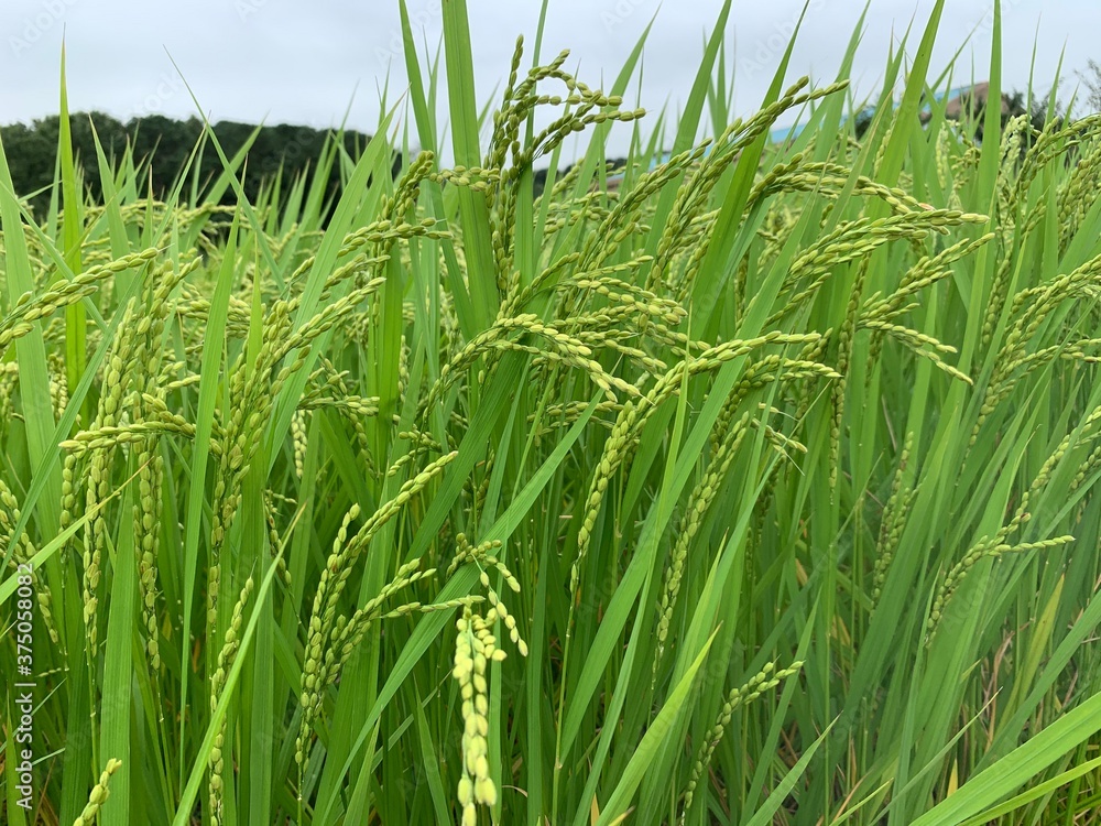 Fototapeta premium green wheat field