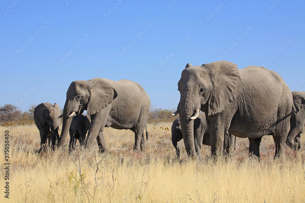 elephants family grazing peacefully north of Namibia . its Tusks are shorter and body are larger comparing to their relatives in east Africa.