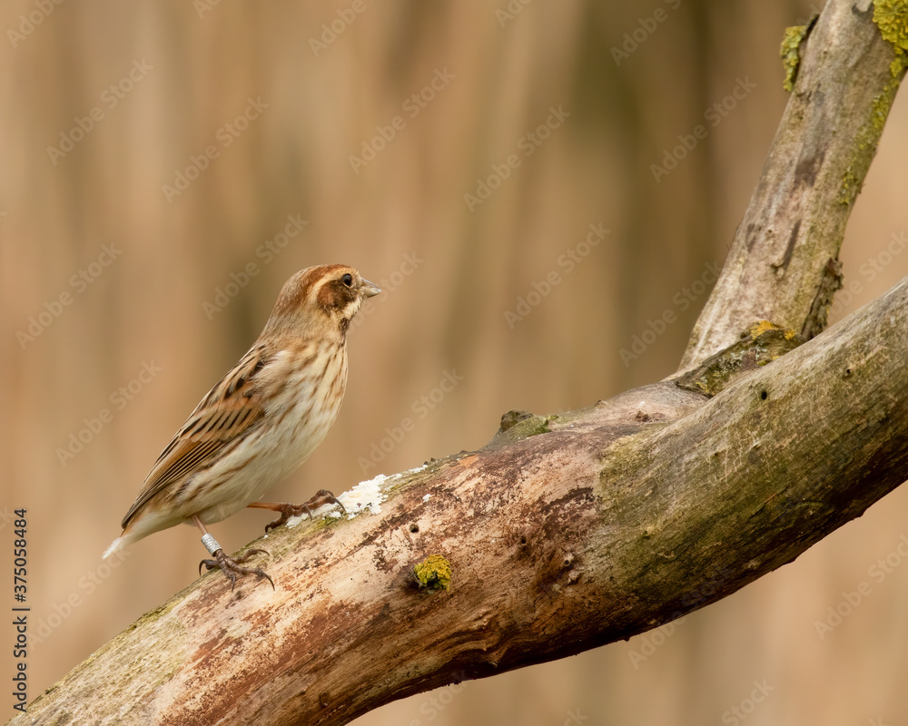 Female Reed Bunting (Emberiza schoeniclus) looking towards right perched on branch with autumn tones blurred background Female Reed Bunting (Emberiza schoeniclus) looking towards right perched on branch with autumn tones blurred background