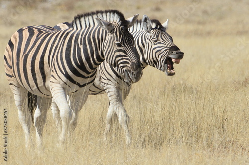 Zebras walking together at Etosha National Park