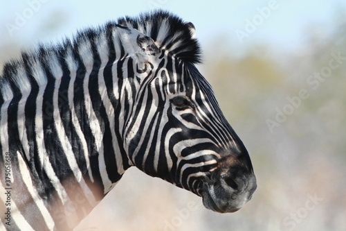 Portrait of Zebra at the African plains.
