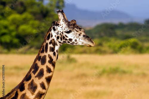Male giraffe crossing the Savannah  