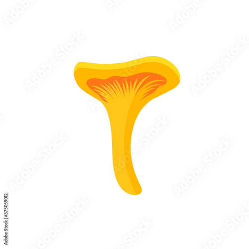 Chanterelle mushroom isolated on white background.
