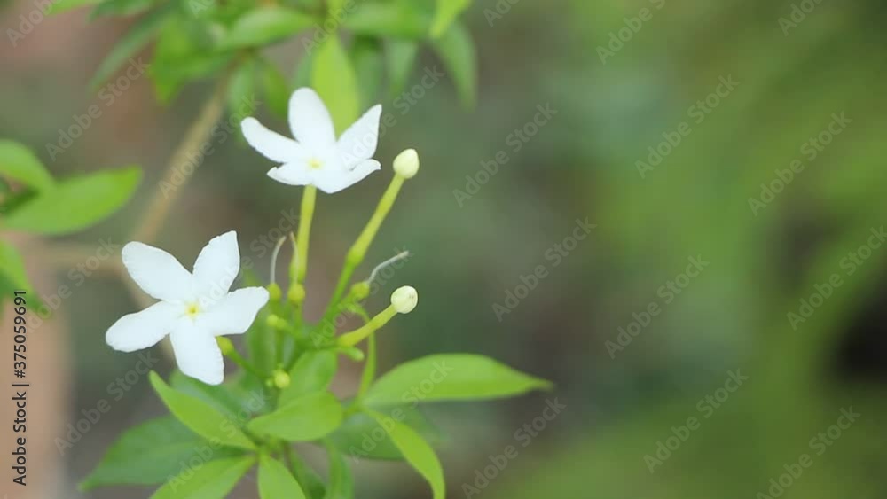 Whtie flower Indian cork tree and green leaf Whtie flower Indian cork tree and green leaf