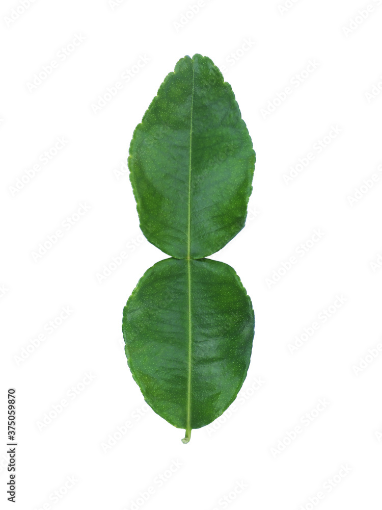 Fototapeta premium Kaffir lime leaves (Citrus hystrix,Rutaceae),(front side leaf) isolated on white background. Medicinal plants,Thai herb.