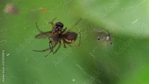 hunter and prey