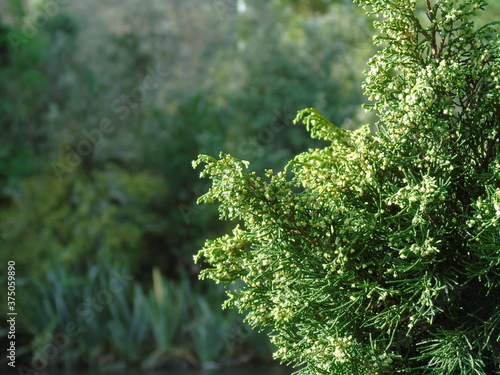 close up green branches