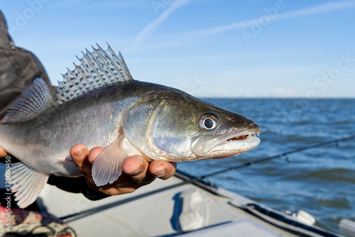 Fisherman holds a caught zander or pike perch in hands against the background of the Baltic sea. Fishing catch and release concept. Zander on freedom.
