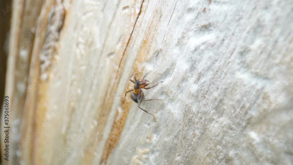 A closer look of the red ant on the tree logs A closer look of the red ant on the tree logs