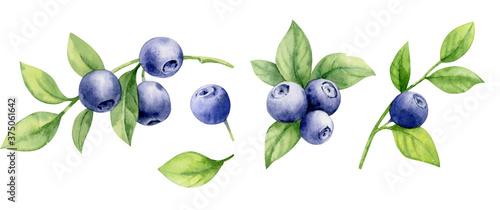 Set of watercolor illustrations of blueberries on twigs with leaves.