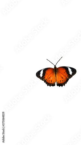 Orange and Black Butterfly with outstretched wings on white