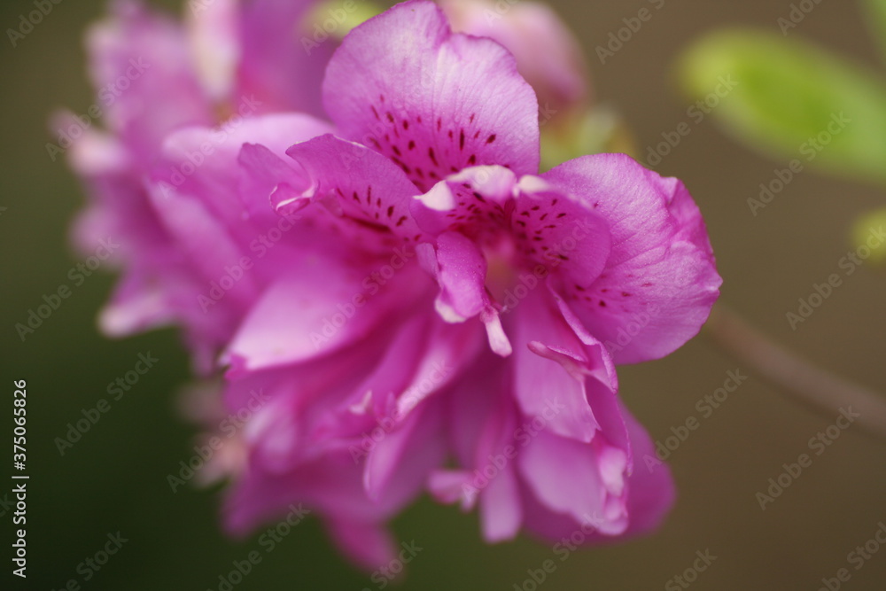 Obraz premium 분홍색 꽃