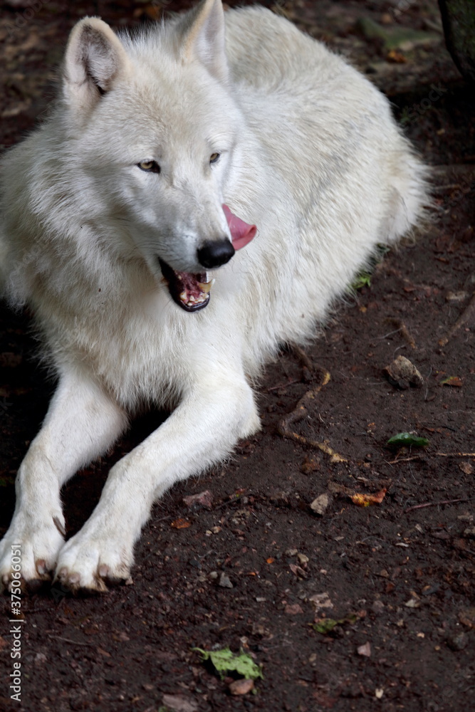 Faim de loup !