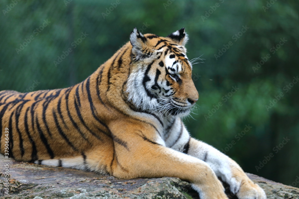 Tigre en pause !