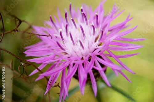 Makrofotografie einer sch  nen lila Blume im Sommer auf einer gr  nen Wiese