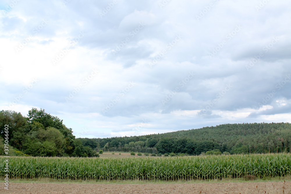 Ein Maisfeld an einem wolkigen Sommertag, ein Wald kann im Hintergrund gesehen werden