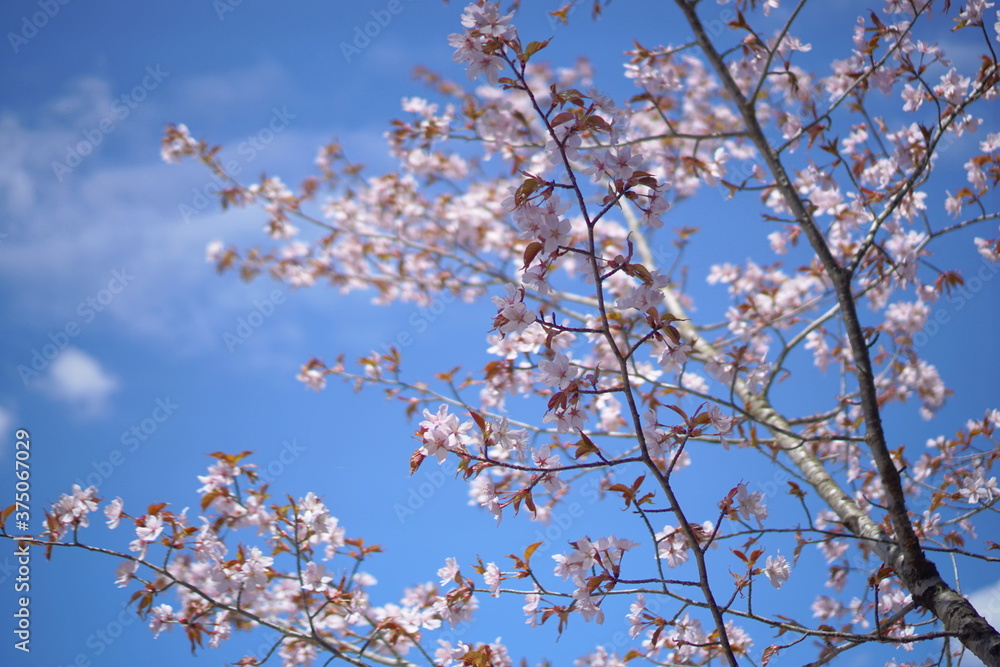 SAKURA, Cherry Blossoms with beautiful landscape of Japanese Northem Alps.