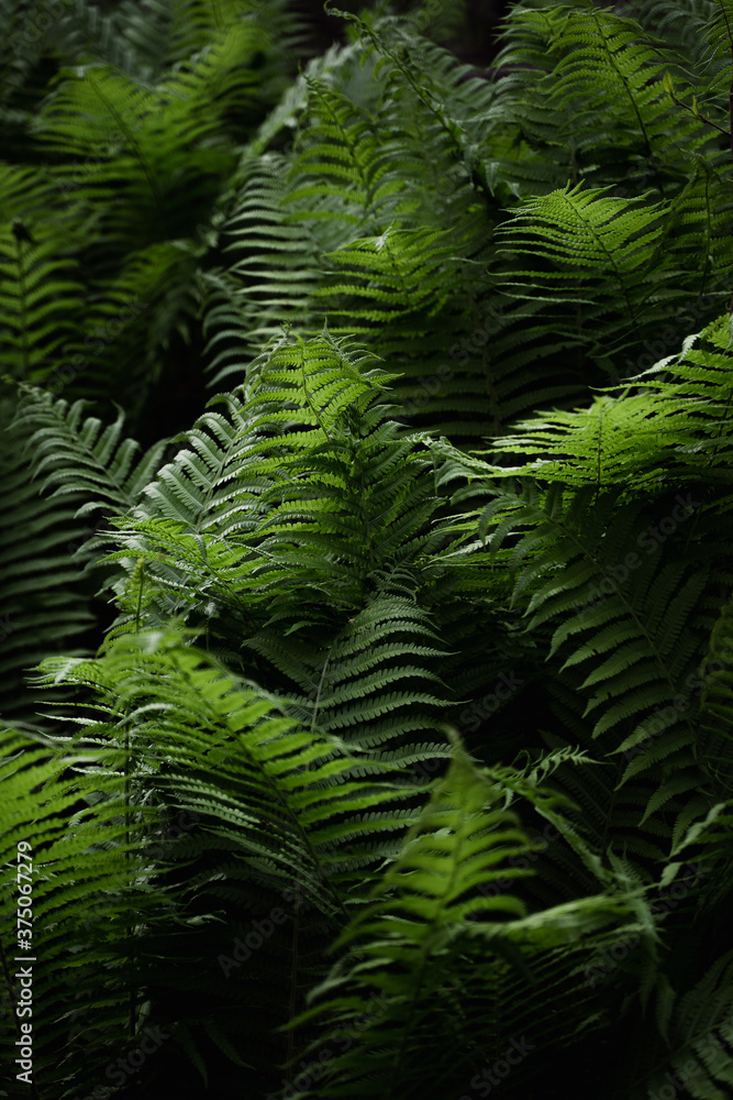Fern leaves close up. Forest plants in sunlight. Natural texture, leaf pattern. Interior decoration, screensaver, wallpaper or illustration for a book or magazine concept. Fern leaves close up. Forest plants in sunlight. Natural texture, leaf pattern. Interior decoration, screensaver, wallpaper or illustration for a book or magazine concept.