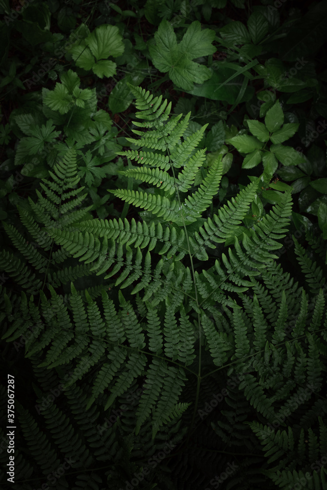 Fern leaves close up. Forest plants in sunlight. Natural texture, leaf pattern. Interior decoration, screensaver, wallpaper or illustration for a book or magazine concept.