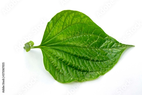 wildbetal leafbush or Piper Sarmentosum isolated on white background photo