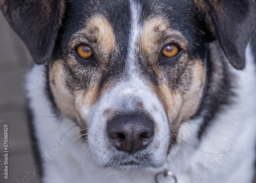 Close up view of the eyes of a black and white mixed breed dog image in horizontal format