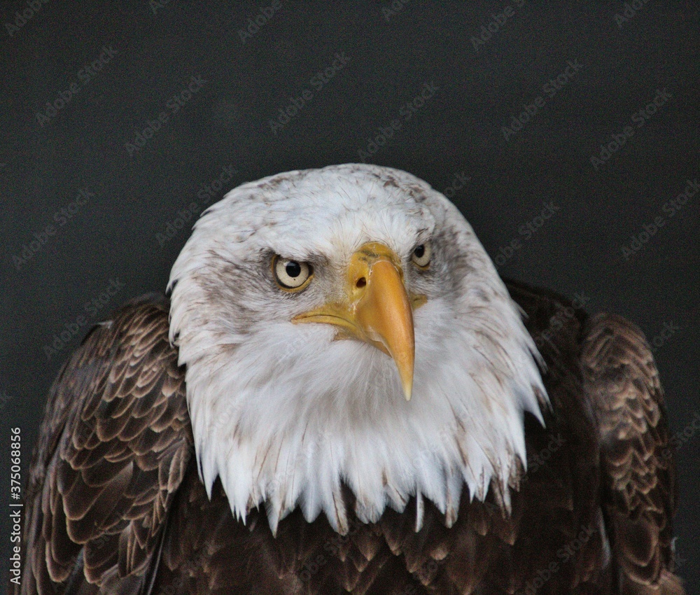Obraz premium portrait of a bald eagle