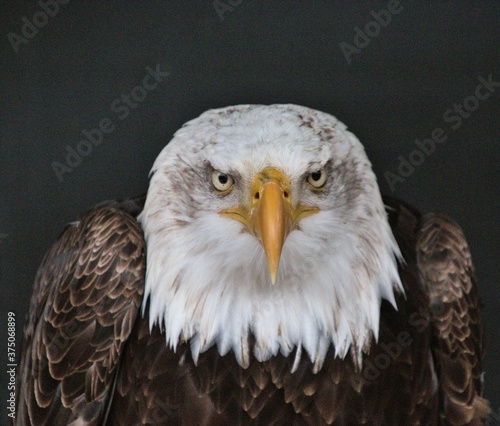 portrait of a bald eagle
