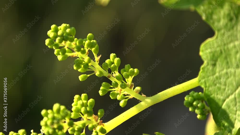 Bordeaux vineyard, Young bunches of grapes in bloom, Macro, Aquitaine Bordeaux vineyard, Young bunches of grapes in bloom, Macro, Aquitaine