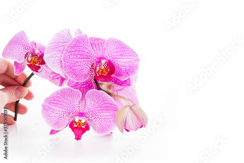 Branch of beautiful orchid flowers phalaenopsis in hand on white background
