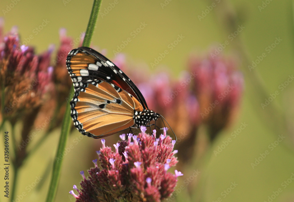 Obraz premium Danaus chrysippus, also known as the plain tiger, African queen, or African Monarch, is a medium-sized butterfly widespread in Asia, Australia and Africa.