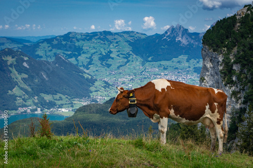Vache à la montagne