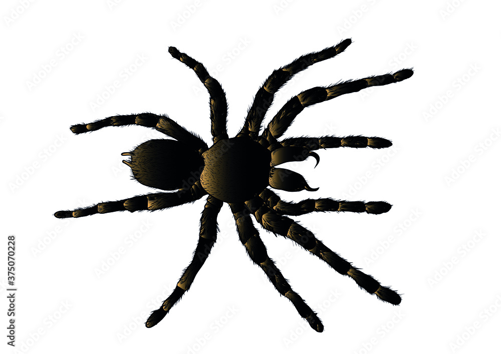 Obraz premium arachnid spider tarantula vector