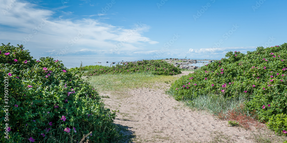 Sand path leading to a rocky peninsula. The trail passes through flowering rose hips and leads to the Baltic Sea. Estonia. Baltic. Sand path leading to a rocky peninsula. The trail passes through flowering rose hips and leads to the Baltic Sea. Estonia. Baltic.
