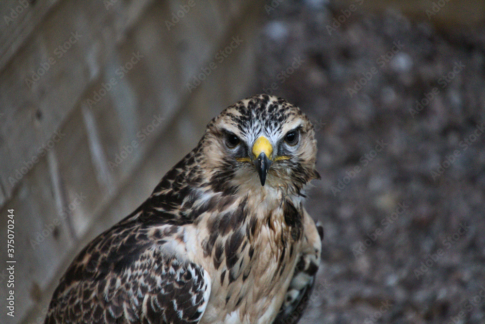 A view of a Buzzard A view of a Buzzard