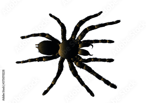 arachnid spider tarantula vector