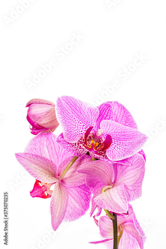 Branch of beautiful orchid flowers phalaenopsis on white background
