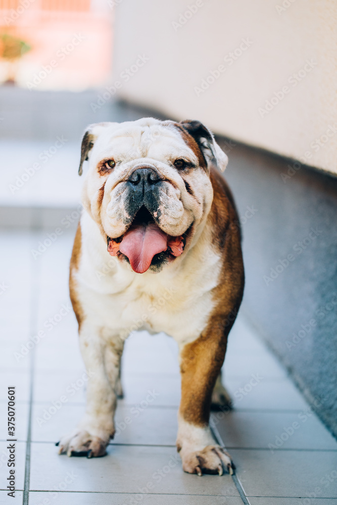 English bulldog playing with an awesome french bulldog. 