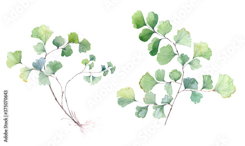 Leaf watercolor illustration.Manual composition.Big Set watercolor elements.