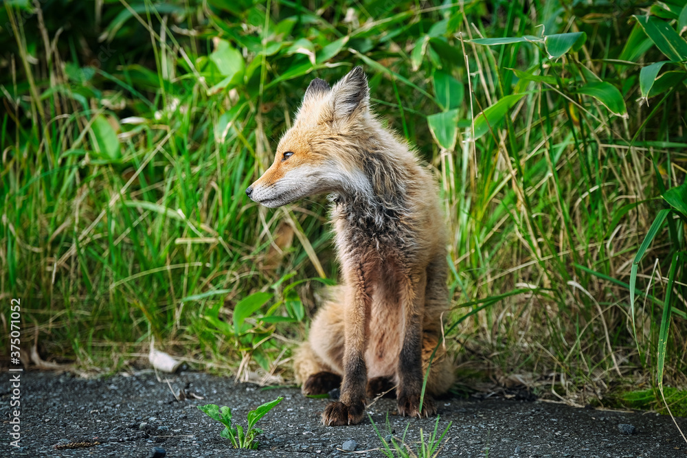 Naklejka premium キタキツネ